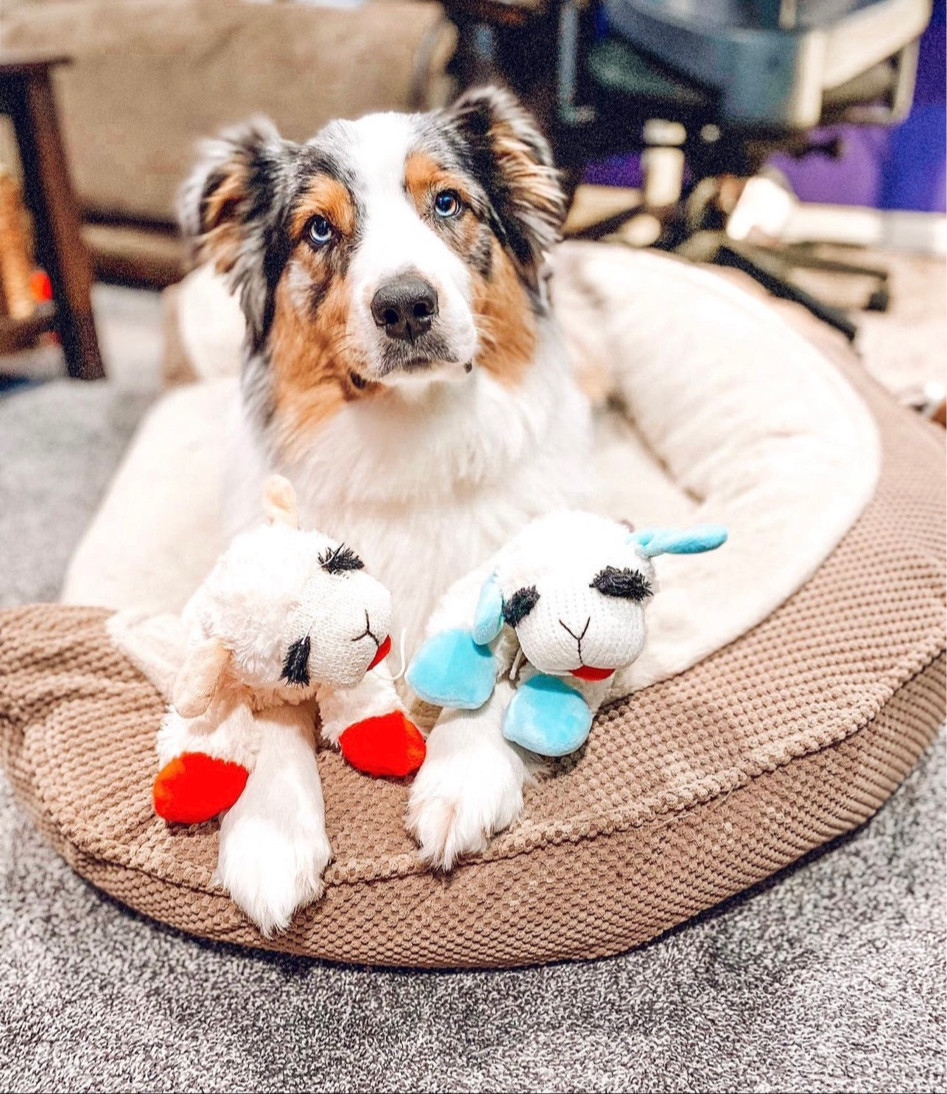 one of Lacie’s favorite toys, lamb chop!

dog toys, lamb chop, favorite dog toy, plush toy, australian shepherd, dogs favorite

#LTKfamily #LTKhome #LTKFind