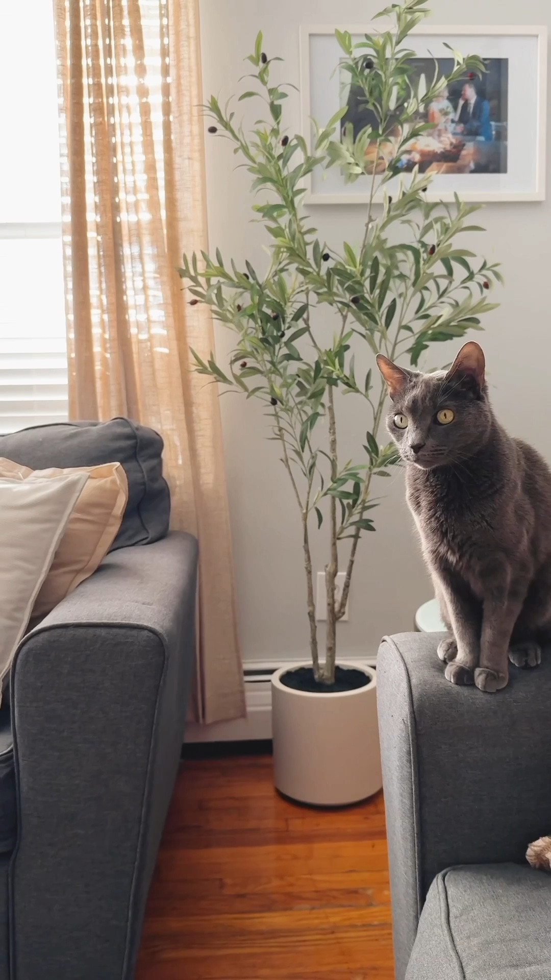 his olive tree is part of my apartment decor and I can tell this is my best purchase ever for this little corner because it’s giving that cozy & neutral vibe. You can score it now for less since the Home Depot’s got up to 35% off furniture, decor, & rugs right now, it’s the perfect time for a mini home refresh before the holidays. #HolidayYourWay @HomeDepot #TheHomeDepotPartner #TheHomeDepot neutral decor, modern home


#LTKHome #LTKSaleAlert #LTKFindsUnder100