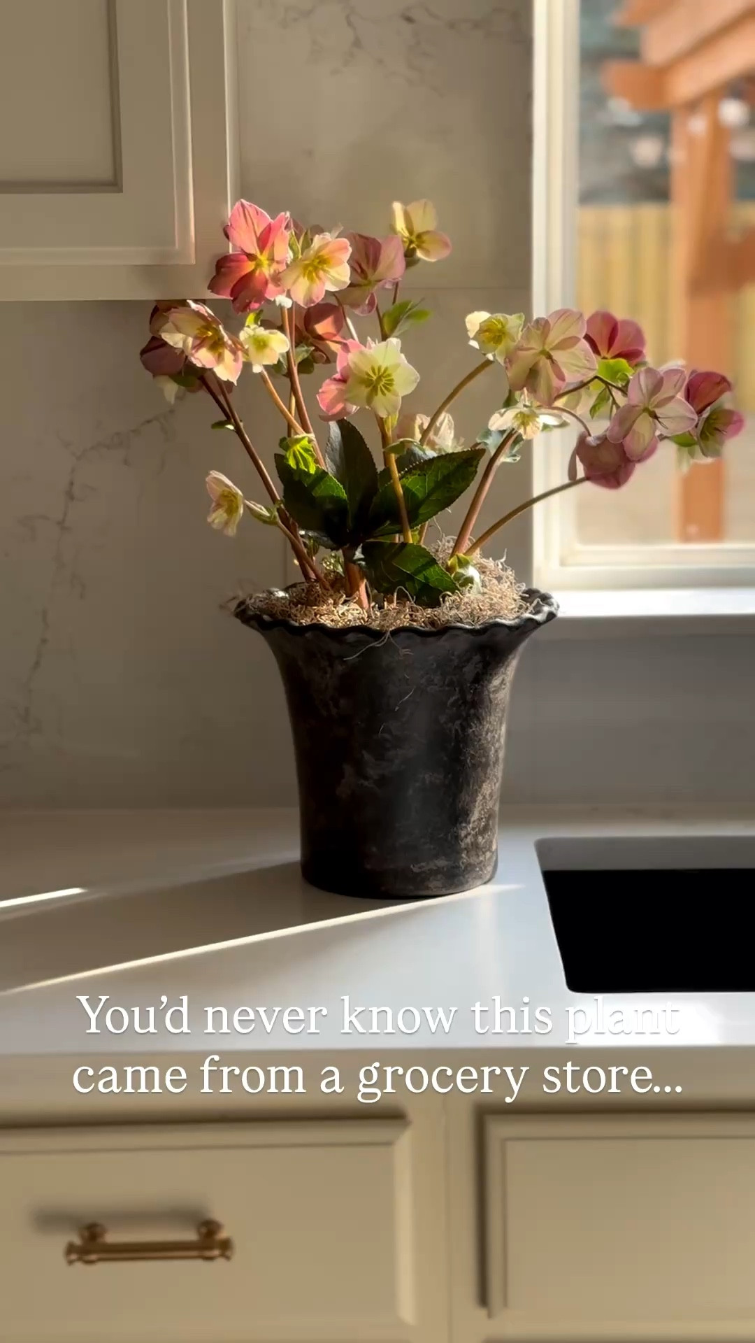 Picked up the prettiest hellebores plant at Trader Joe’s and planted it in my new scalloped black planter from Pottery Barn. It’s available in 3 colors and 4 sizes! This is the medium. 

#LTKHome #LTKSeasonal