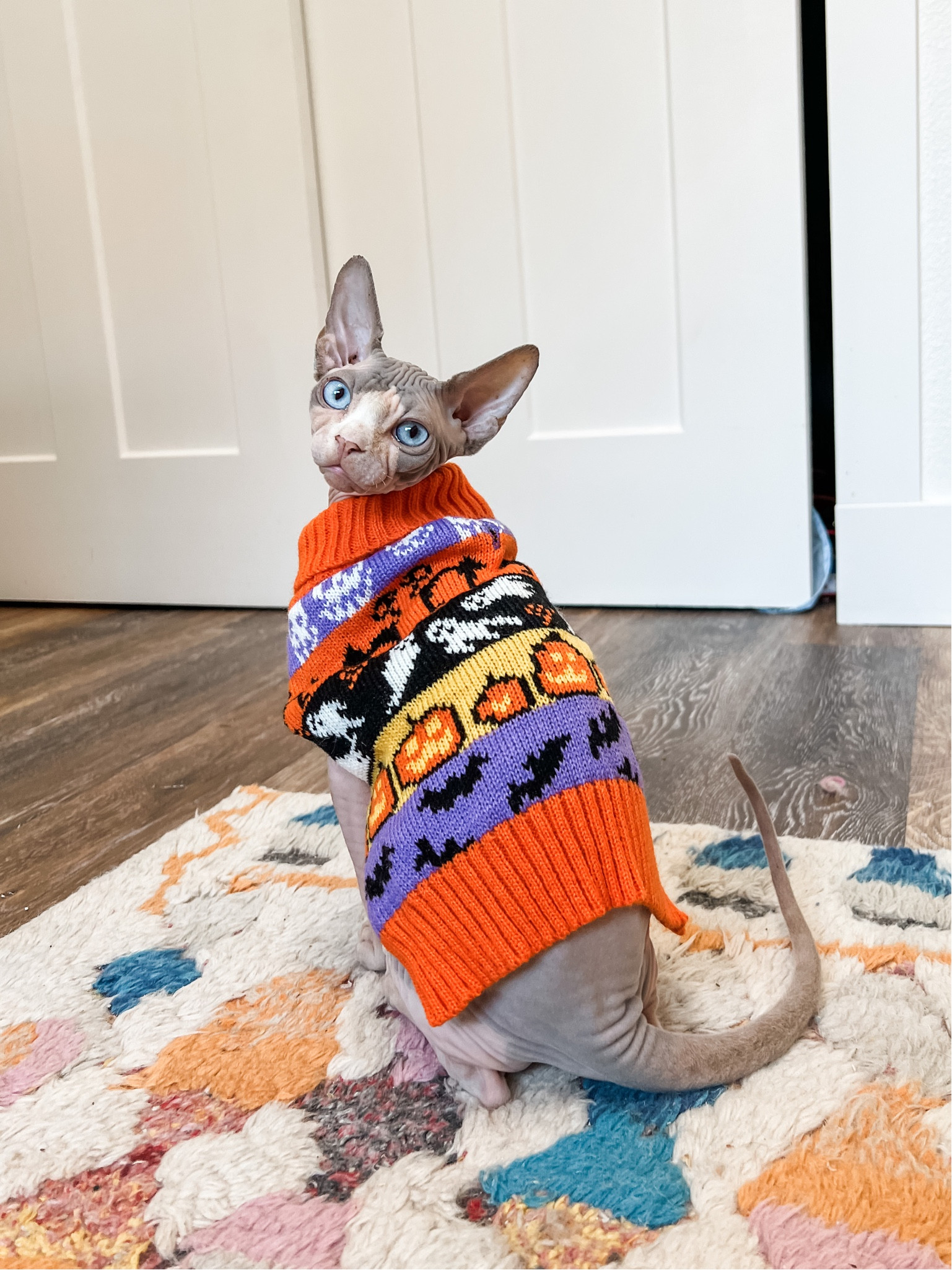 The cutest fall Halloween pet sweater for cats and dogs 🎃 

#LTKHalloween #LTKSeasonal #LTKfamily