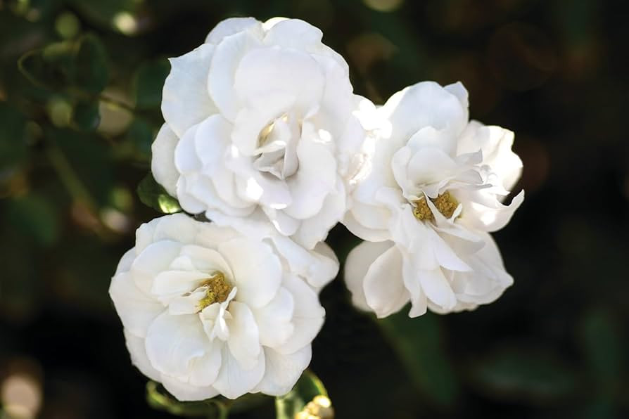 Heirloom Floribunda Roses, Live Own Root Plant for Outdoor Garden, White Veranda®, Lightly Fragr... | Amazon (US)