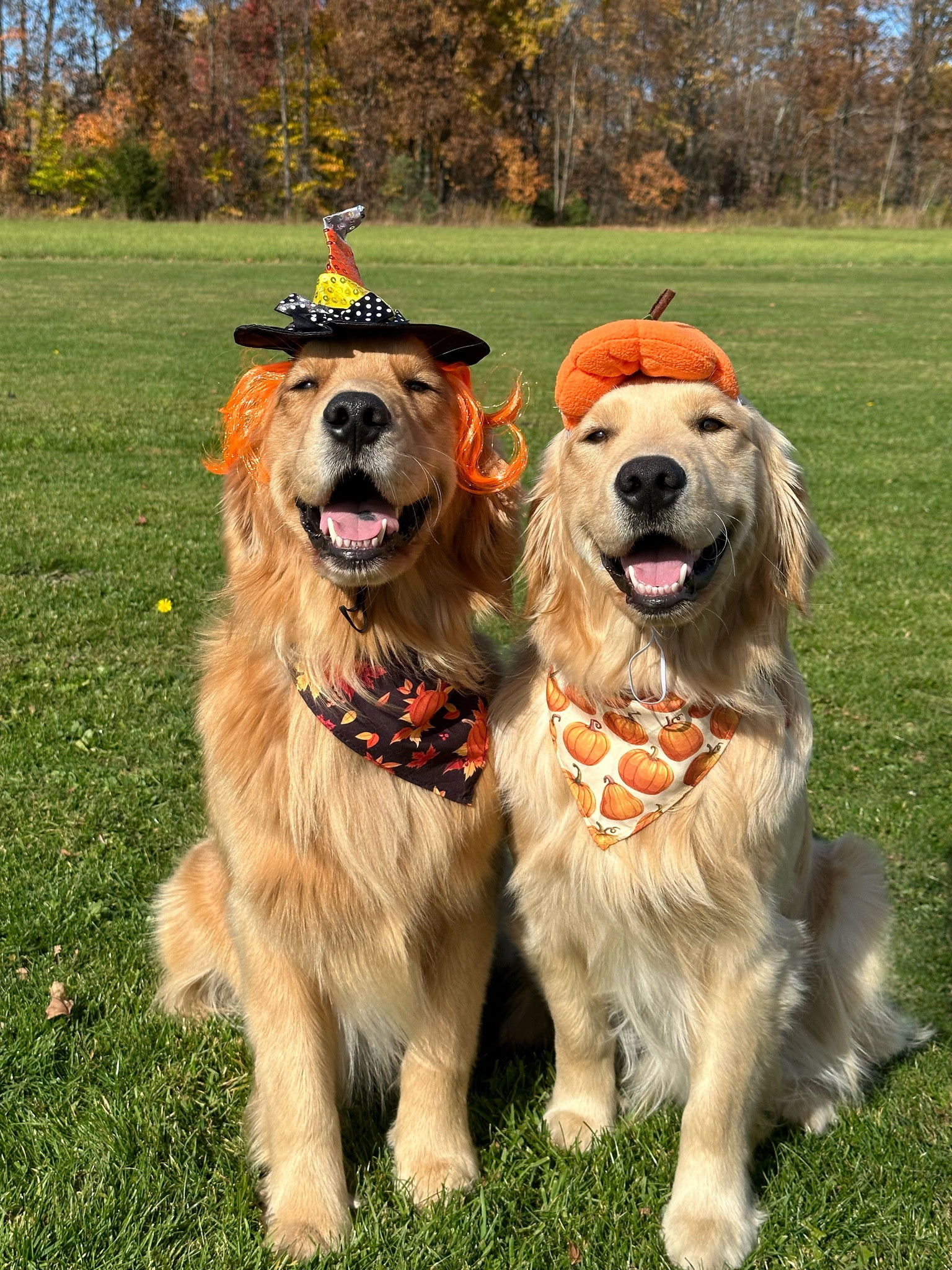 A candy corn and a pumpkin🎃

#LTKHalloween #LTKHoliday #LTKSeasonal