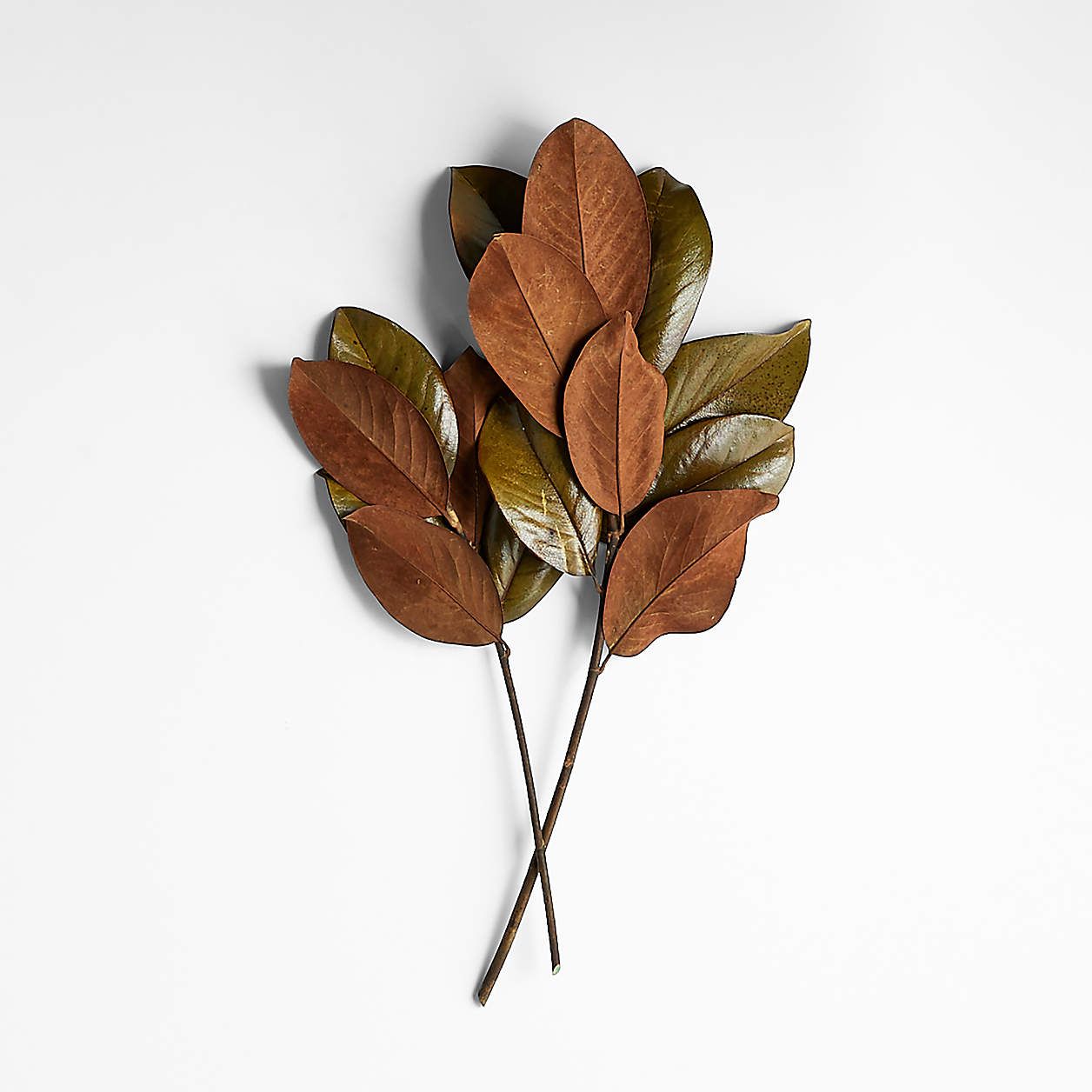 Dried Magnolia Leaf Bunch | Crate and Barrel | Crate & Barrel