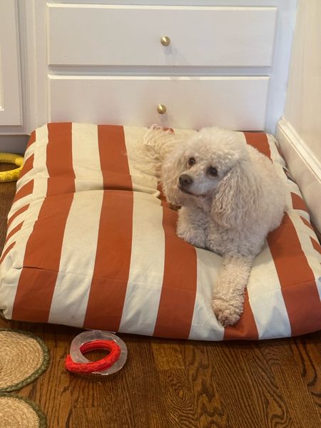 Inspiring Classic Style 💫 
Our favorite dog beds! 🧡🤍

#LTKhome #LTKstyletip #LTKfamily