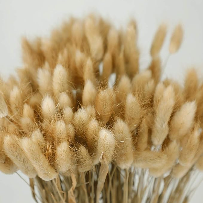100Pcs Lagurus Ovatus,Naturally Dry Pampas Grass,Rabbit Tail Dried Flowers, Flower Arrangement We... | Amazon (US)