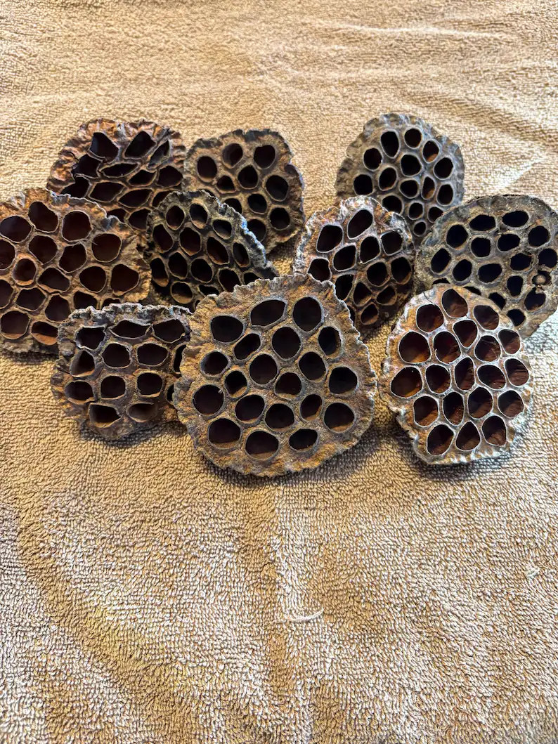 Lotus pods | Etsy (Global)