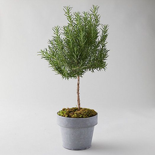 Rosemary Topiary, Metal Pot | Terrain