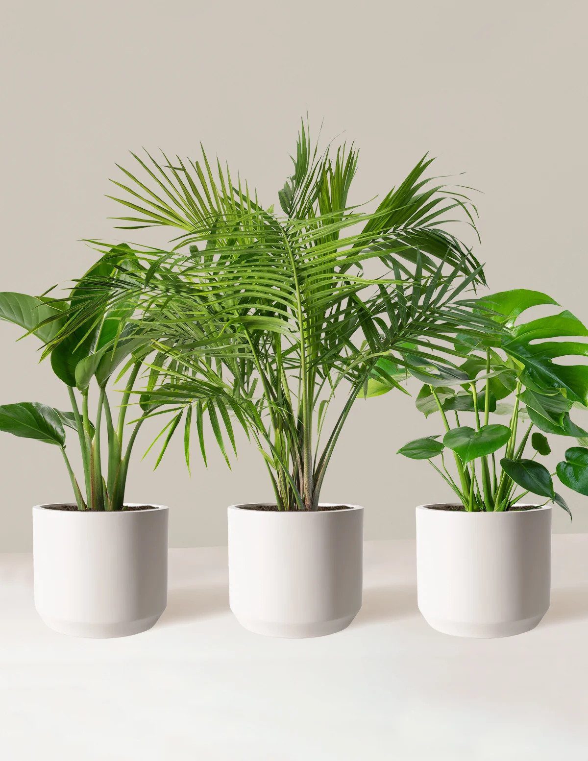 Tropical Trio | The Sill