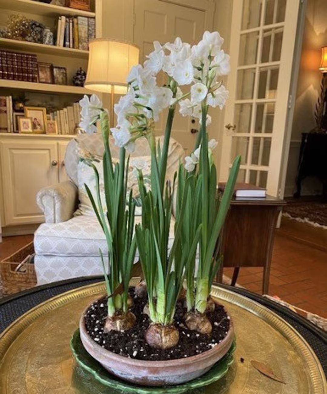 Narcissus Paperwhite ‘Ziva’ - 2 Bulbs | Etsy (US)