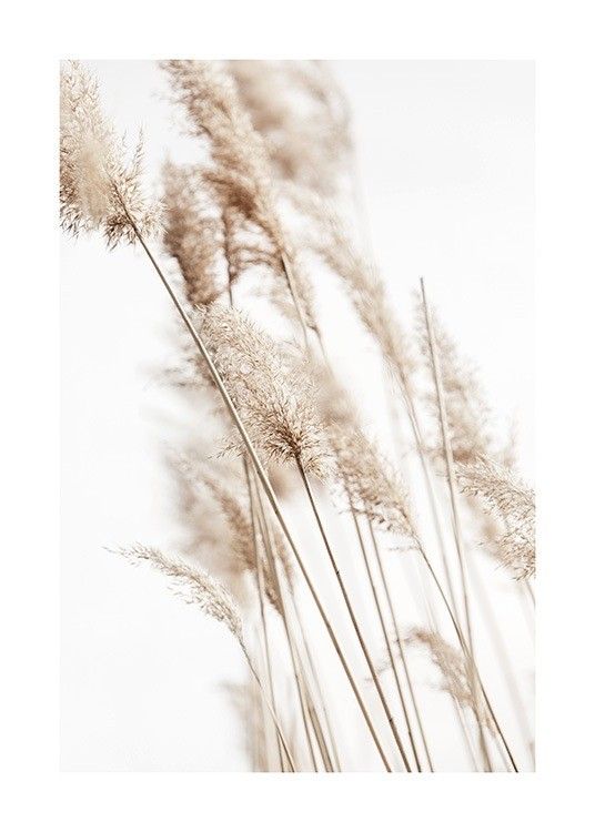 Sunny Reeds No2 Poster | Desenio
