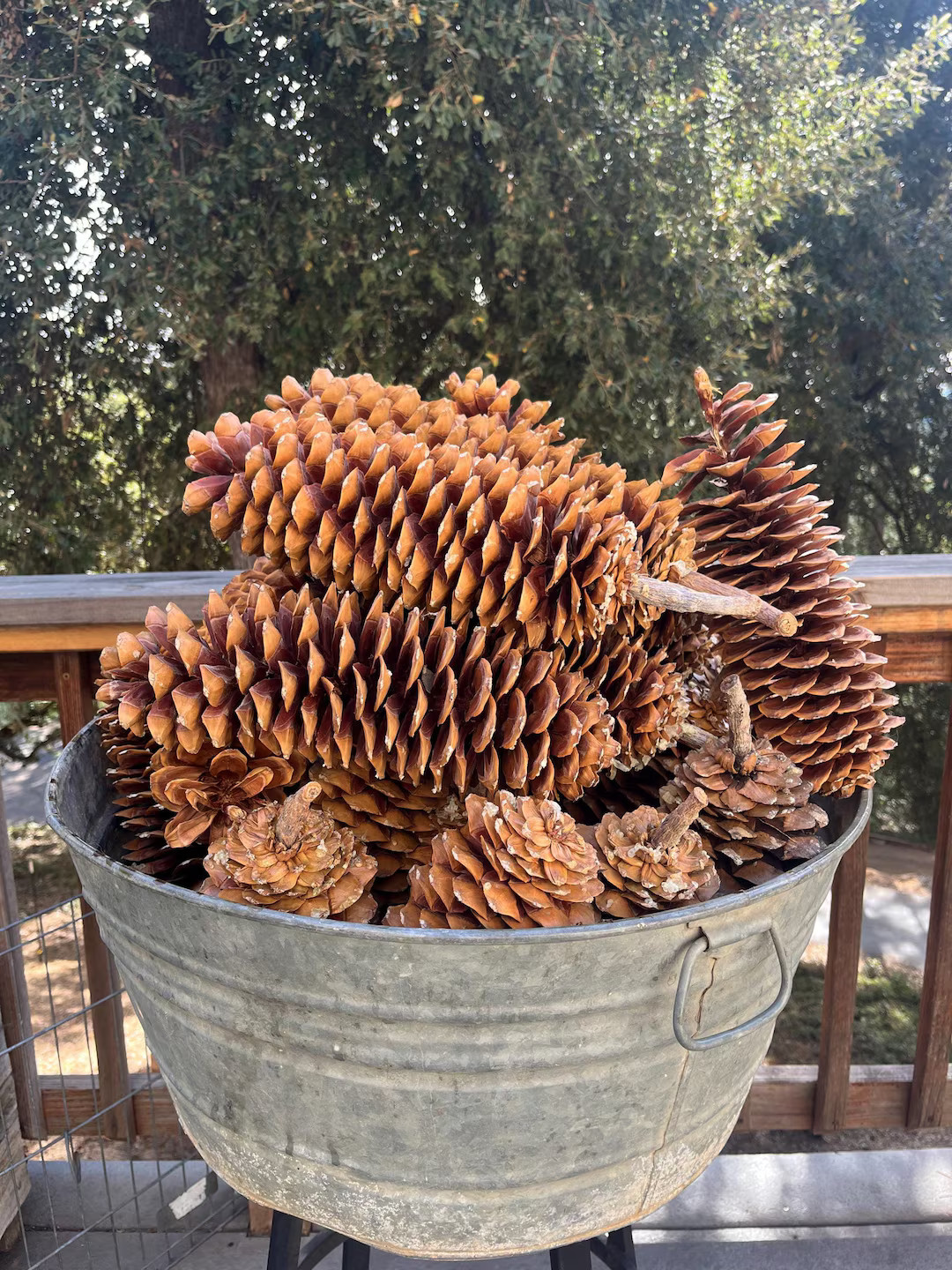 15" Sugar Pinecone - Fall & Holiday Decor Centerpiece | Etsy (US)