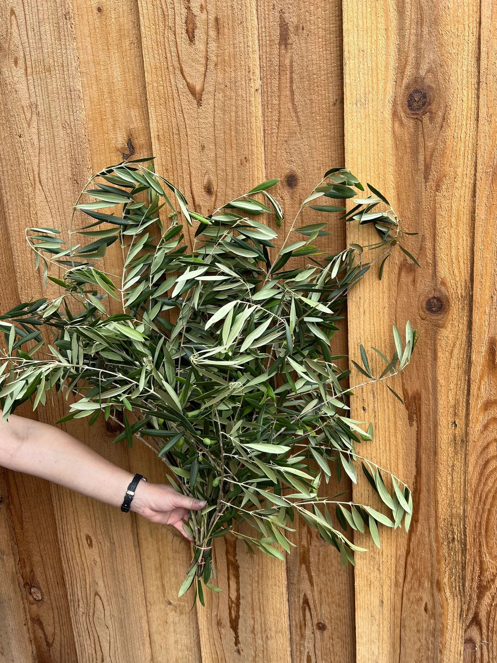 Fresh Olive Branches Bunch | Etsy (US)