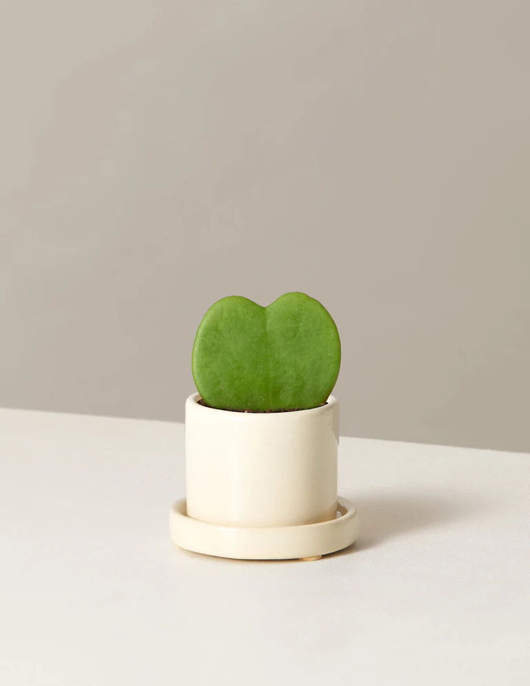 Hoya Heart Plant | The Sill