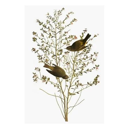 Audubon: Warbler Print Wall Art By John James Audubon | Walmart (US)