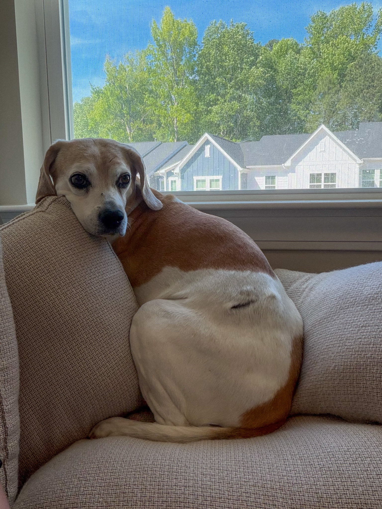 Sunny’s favorite accent chair 🥹

#LTKHome