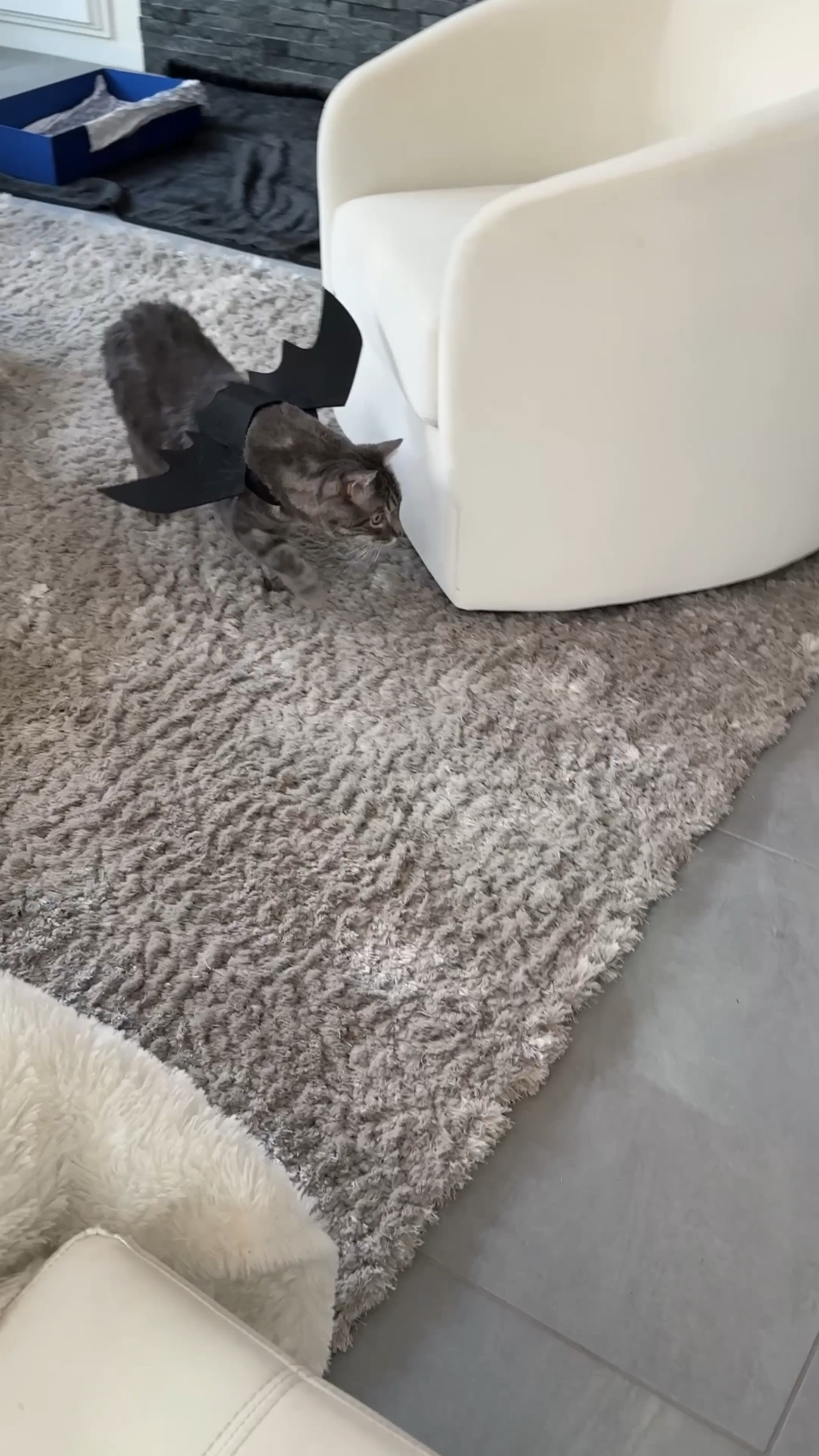 Happy Halloween from my fur babies and I. They’re on the prowl for treats (ps do not give them chocolate, this is an empty wrapped). Cat bat wing costume is an Amazon find under $10 that would also work as a small dog costume. 🦇 

#LTKVideo #LTKHalloween #LTKHome