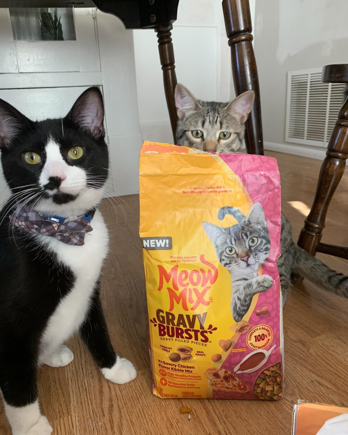 Look how intently little Tiger is staring at that bag from behind 🤣 
.
The kitties devoured it. There’s really not much more to say as I could simply leave it at that saying how much they loved it. But I also do want to mention that it has a whole bunch of goodies inside. Vitamins, nutrients, and high-quality protein. I feel really good about feeding them this. I don’t feel like I’m feeding them food just to keep them alive. I feel like I’m feeding them quality nutrients to help them live longer. And they love it! They were smelling the box before I even got it all the way open. Somehow they knew it was in there. that little noses were just going! 🤣 The little crunchy pieces of food are filled with gravy, how cool is that? 
.
.
@influenster #complimentary #remix @meowmix #kitty #kittens #kitty #kitties #cat #catsofinstagram #catlover #catlife #catlovers #ugc 

#LTKPets #LTKFindsUnder100 #LTKU