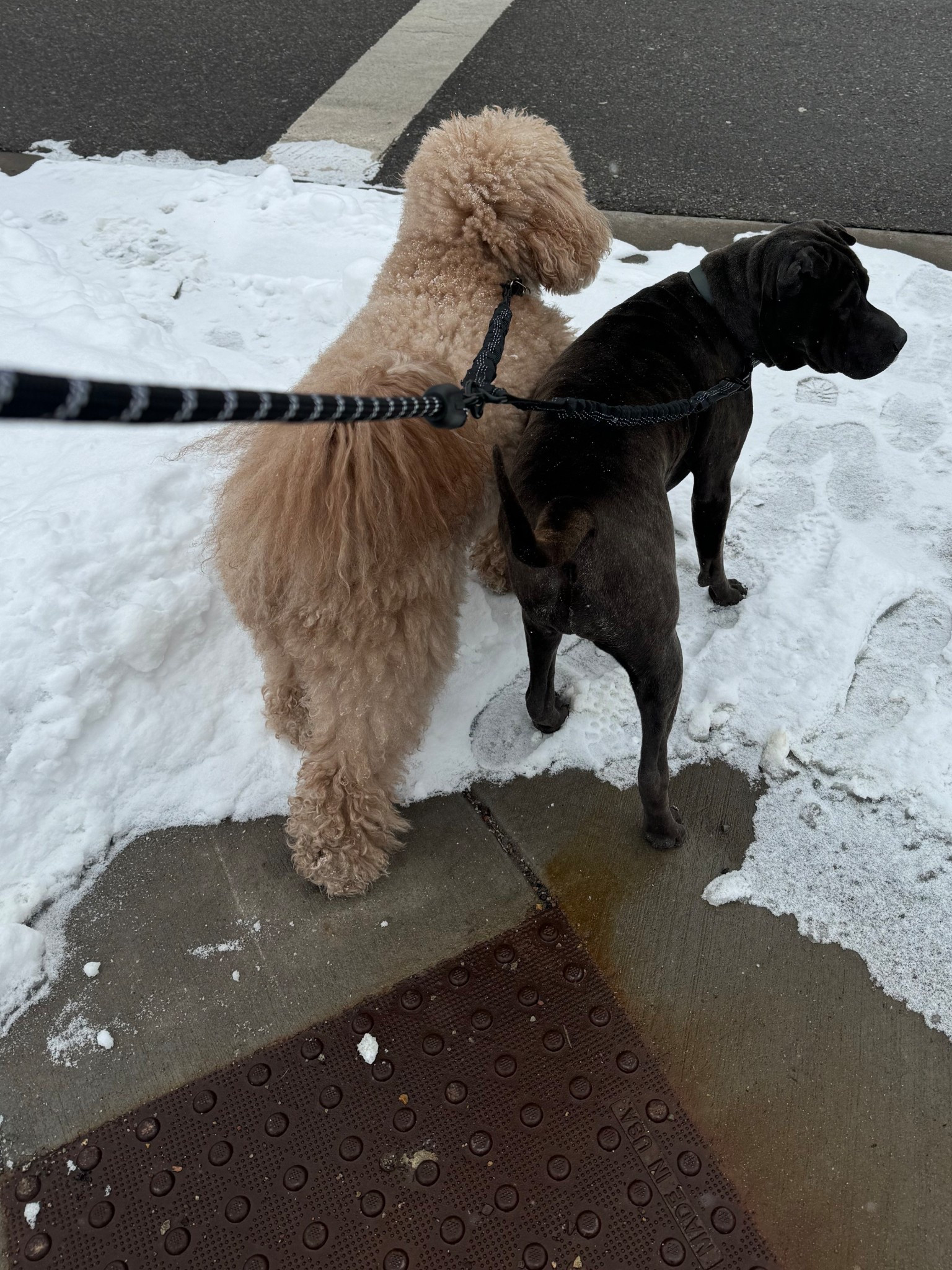 This leash is a game changer 