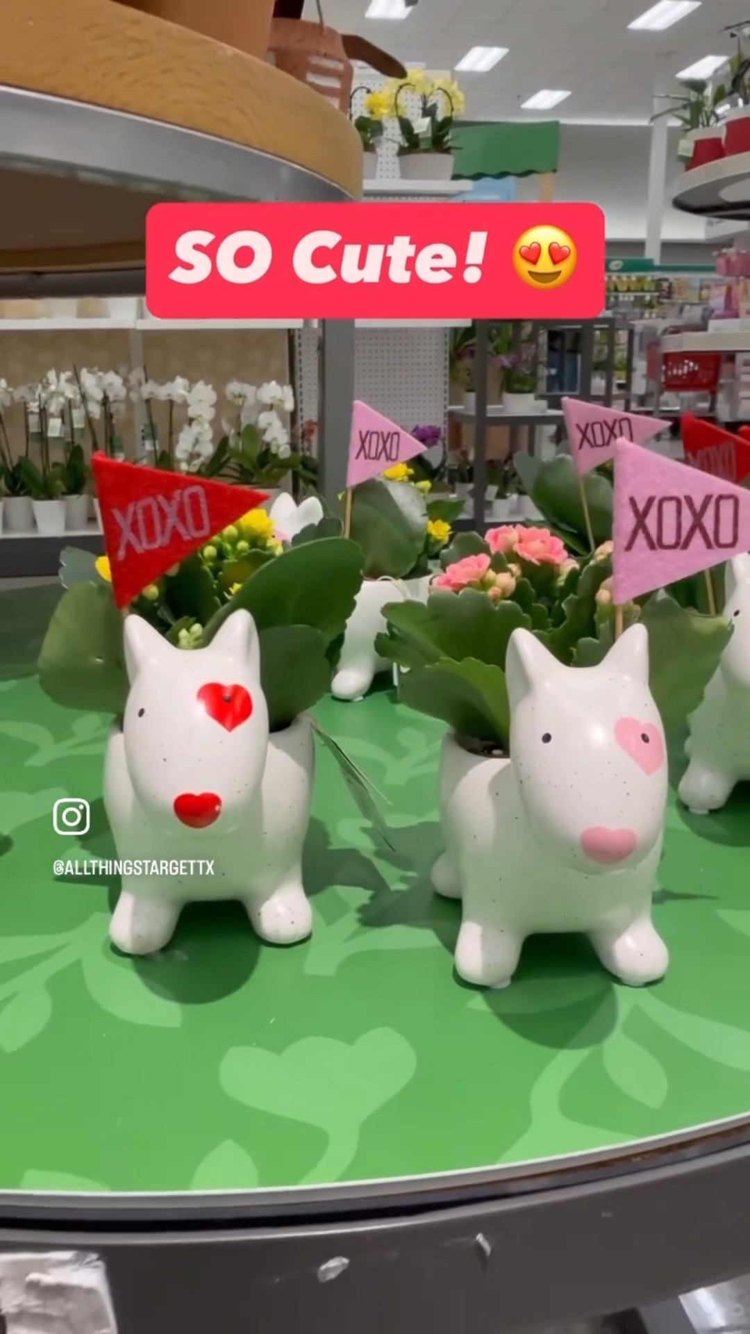 The CUTEST little Bullseye inspired mini plants are now blooming @target and you’ll be stopping in your tracks too!  This little cutie would make the perfect little Galentine’s gift for your fave shopping bestie.  I also love the red & pink color options. 

* Plant - $10


#target #red #pink #new #flowers

#LTKselfcare #LTKHome #LTKSeasonal