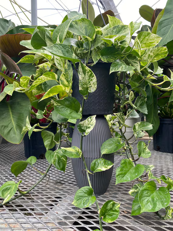 Pothos Marble Queen in Hanging Basket Live Patio Plant - Etsy | Etsy (US)