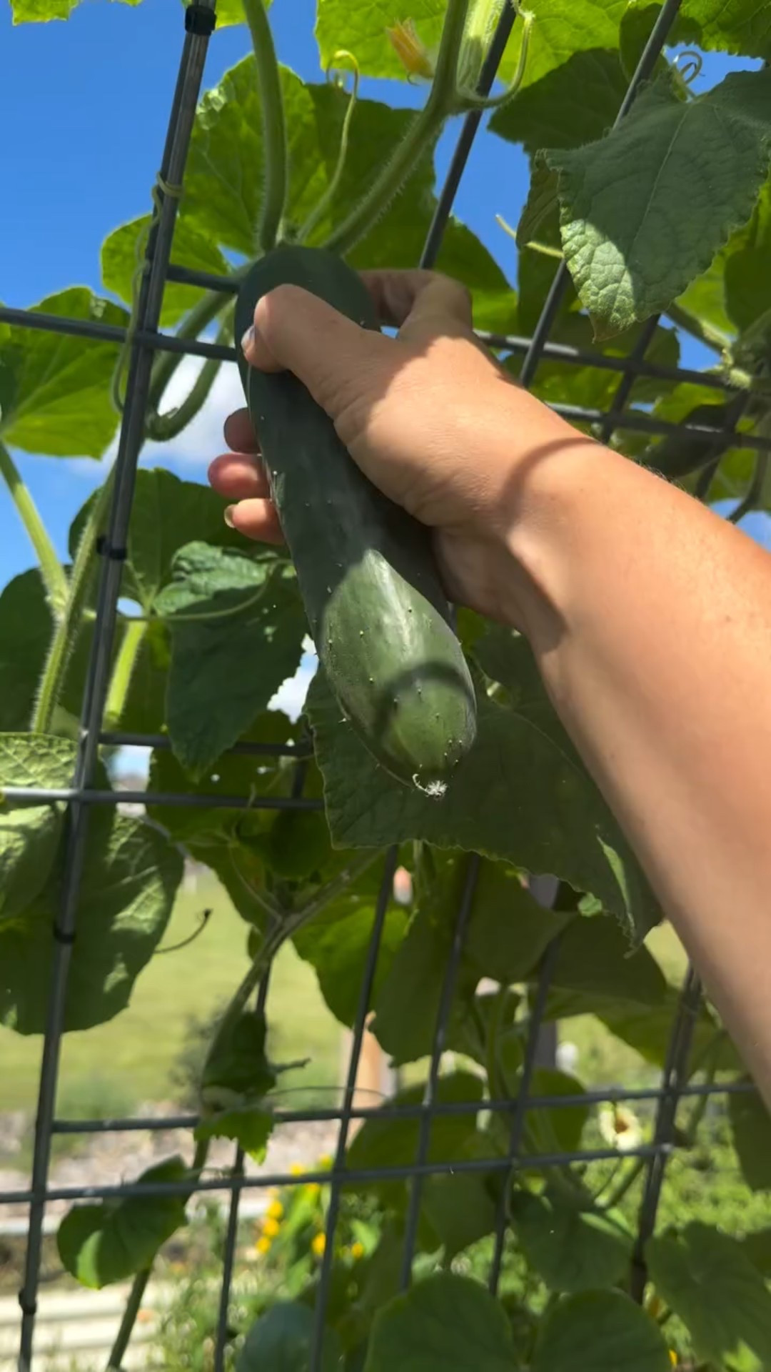 Harvesting the last of my cucumbers for the season - bittersweet. 

Cucumbers + trellises are a match made in the garden 💚 I love walking under the trellis and seeing cucumbers hanging. 

Here is why I grow vertically - harvesting is so much easier! It saves me precious bed space and keeps the plants healthier. Have you tried growing cucumbers this way?

#raisedbedgarden #verticalgarden #trellis #gardentrellis #cattlepaneltrellis