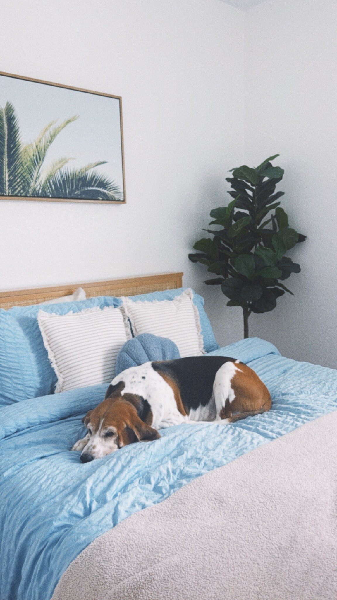 Coastal guest bedroom 
Beach home decor 
Bedding
Amazon home finds 