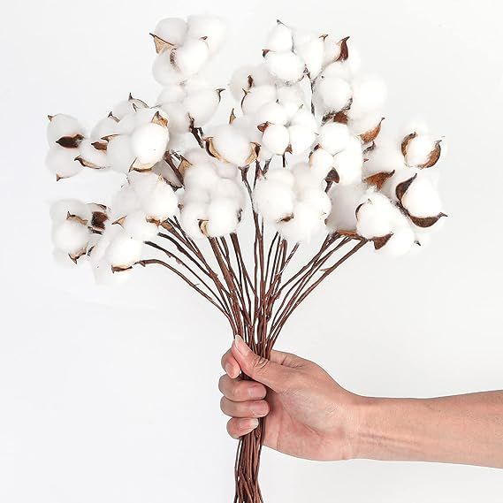 DomeStar Cotton Stems, Natural Dried Cotton 30PCS Cotton Sprigs Cotton Blooms Floral Stems for Va... | Amazon (US)