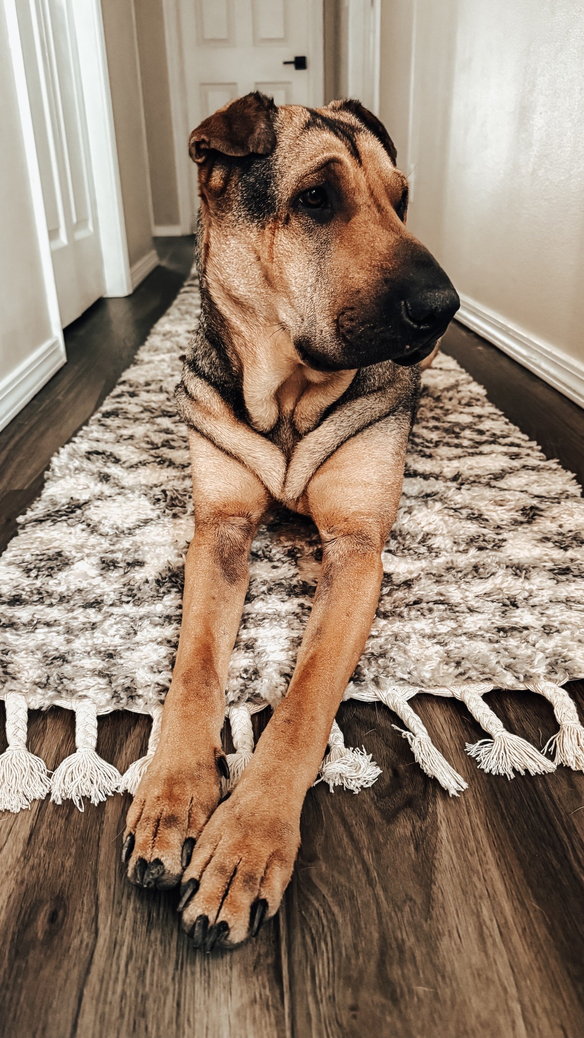 Hallway / Runner / Boho Home / Indoor Rugs / Plush Rug / Home Decor 

Our poor puppy hates our hardwood floors, so we got her this stylish boho runner to help her navigate the hallway! 

Best part? The beauty is only $58 courtesy of your local Home Depot! 

#LTKHome #LTKStyleTip #LTKFindsUnder100