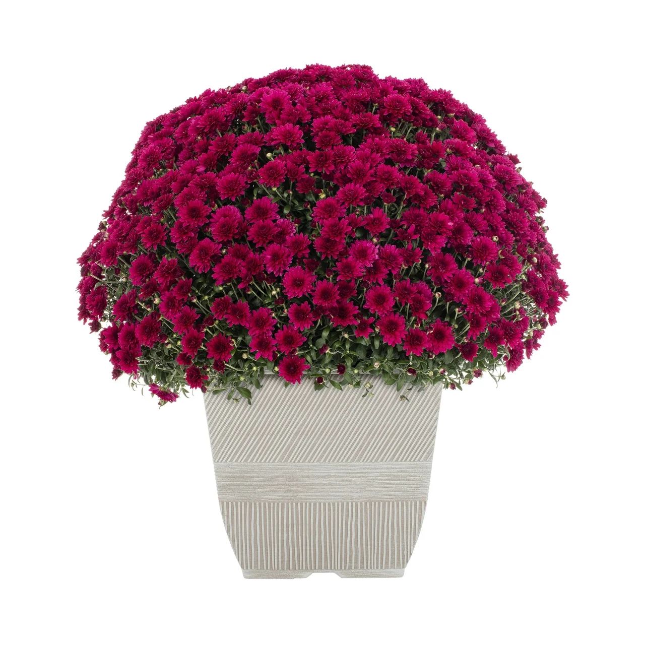 Expert Gardener 1Gal Pink Garden Chrysanthemum Plant Decorative Square Pot Sun | Walmart (US)