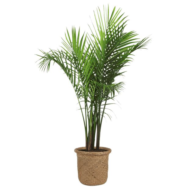 Costa Farms Live Indoor 2ft. Tall Green Majesty Palm Tree, Indirect Sunlight, in 10in. Décor Pla... | Walmart (US)