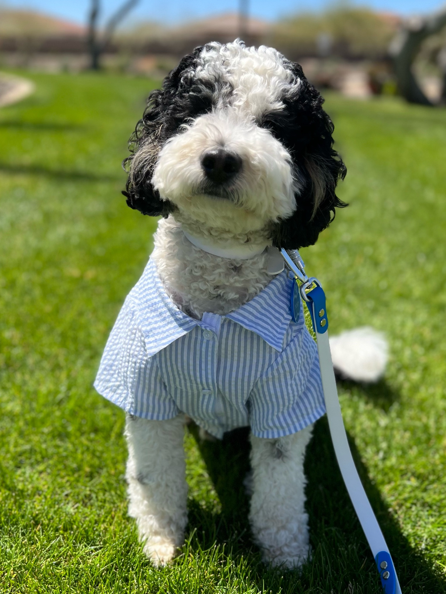Dog spring outfit. Linking a similar collar and leash. (Collar and leash shown are from smilingdoodles.com code TOBYLUKE10 for 10% off.)

#LTKunder50 #LTKfamily #LTKFind