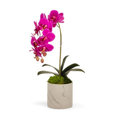 Orchid Plant in Pot Set | Wayfair North America