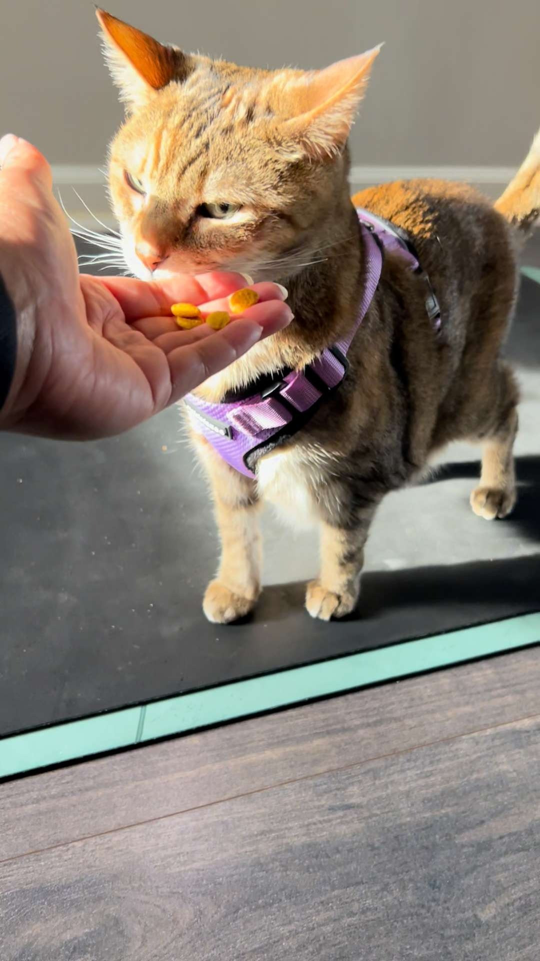 The Cat Harness we used for travel days!  

 

#LTKFindsUnder50 #LTKPets #LTKTravel