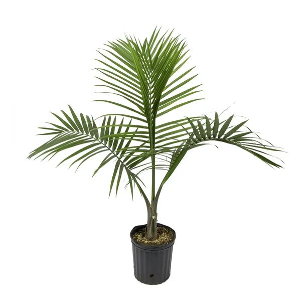 Costa Farms Live Indoor 2ft. Tall Green Majesty Palm Tree, Indirect Sunlight, Plant in 10in. Grow... | Walmart (US)