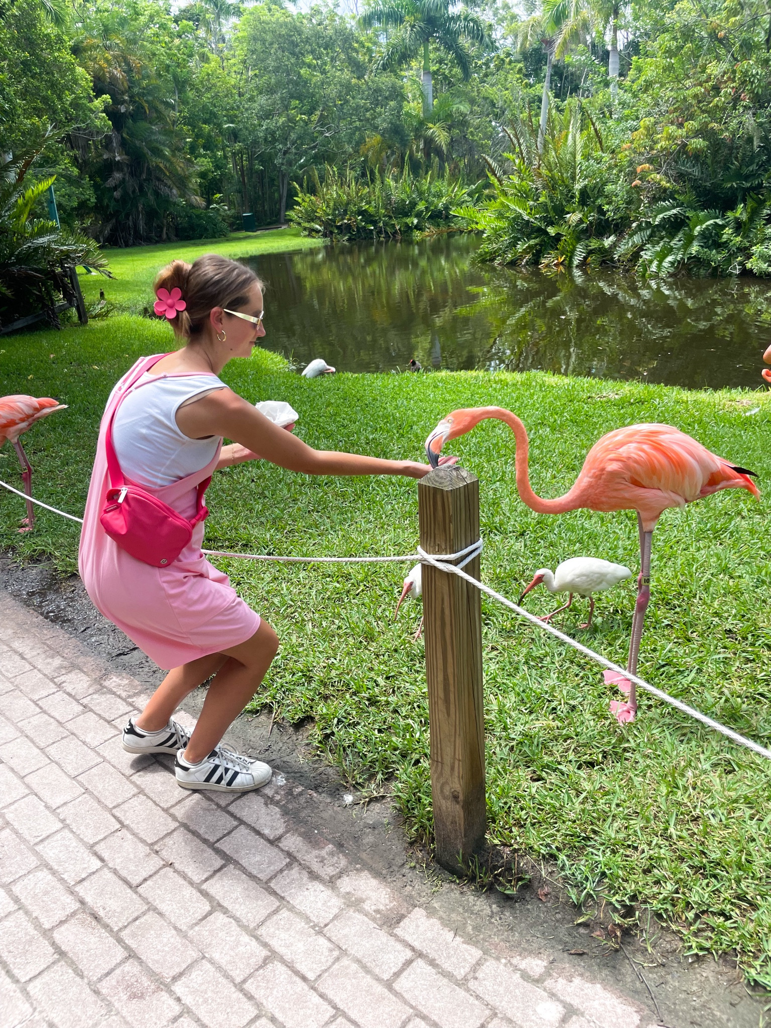 Wore this pink outfit flamingo feeding at the Sarasota Jungle Gardens 

#LTKFindsUnder100 #LTKBump #LTKFindsUnder50