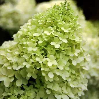 Proven Winners 1 -Gallon Limelight Panicle Hydrangea (Paniculata) Flowering Shrub with Multicolor... | Lowe's