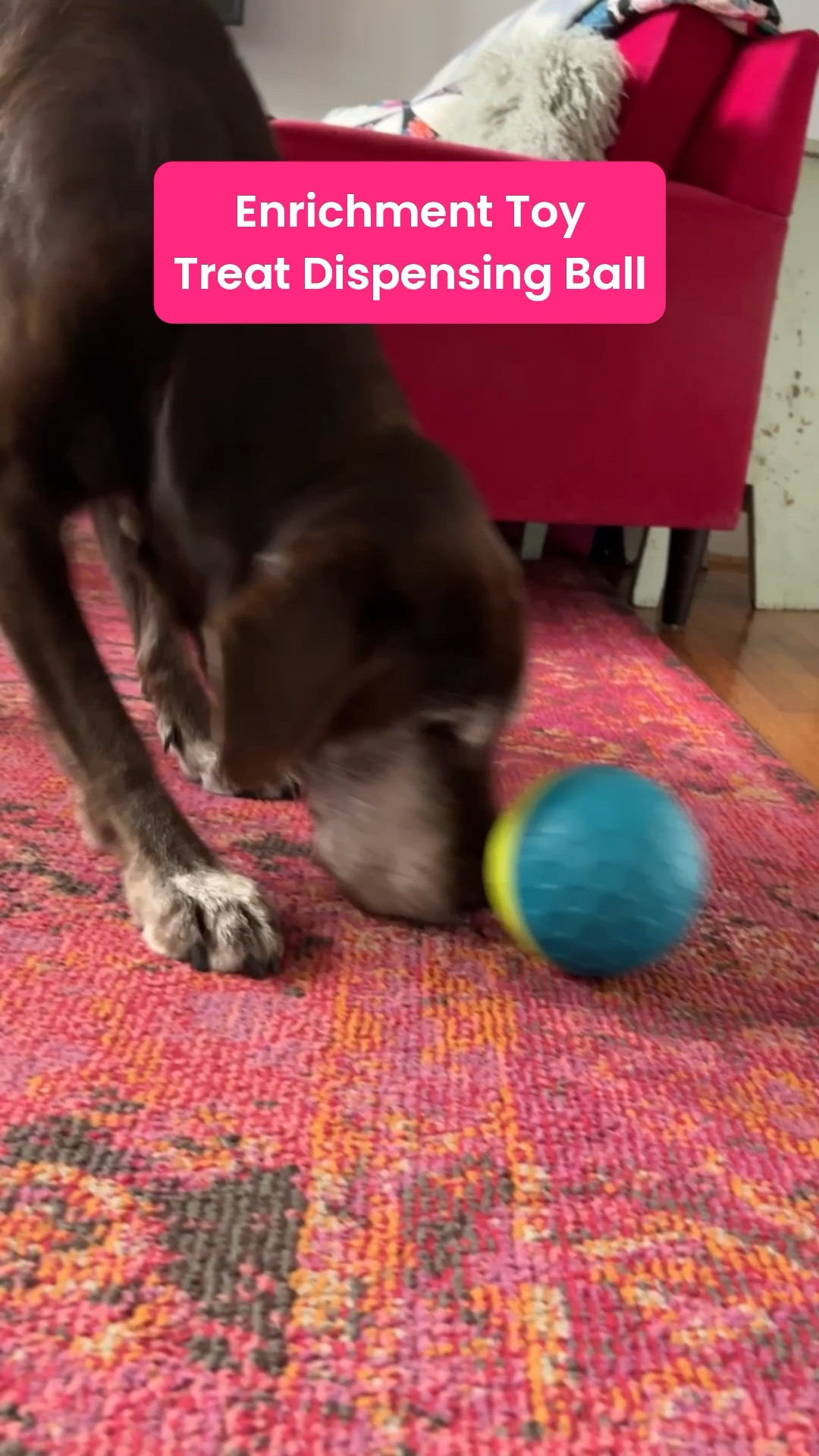 This treat dispensing ball is great to get your dog moving and tap into their scavenging instincts! Certified Canine Enrichment Tech approved! 👍🏽

#LTKPets #LTKHome