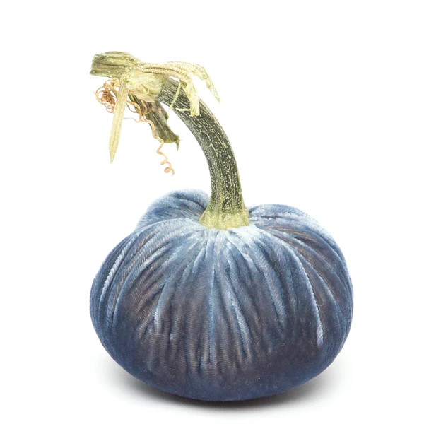 Denim Silk Velvet Pumpkin | Hot Skwash