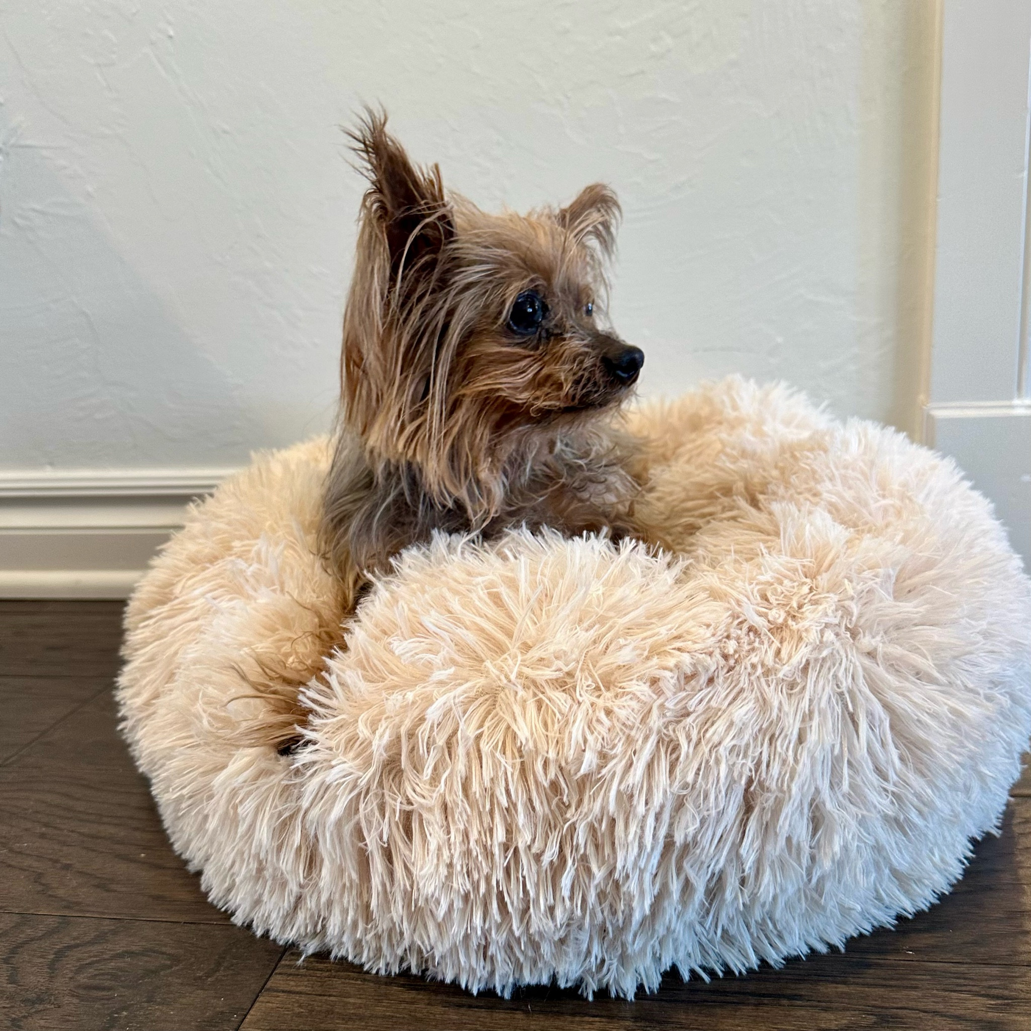 Amazon 
Dog bed 

#LTKfindsunder50