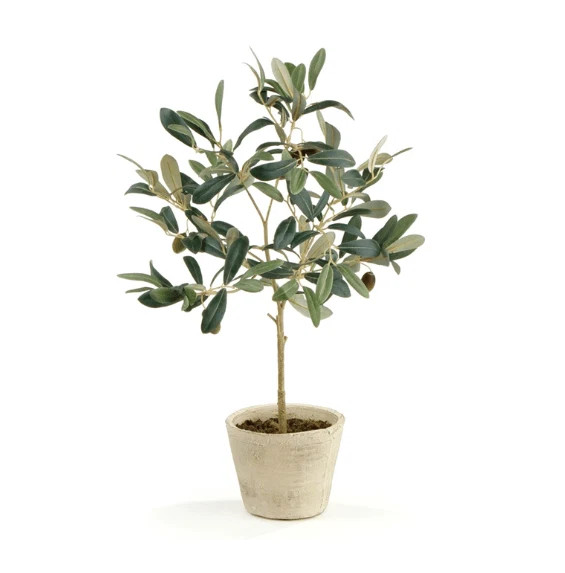 Drop In Olive Tree | Megan Molten