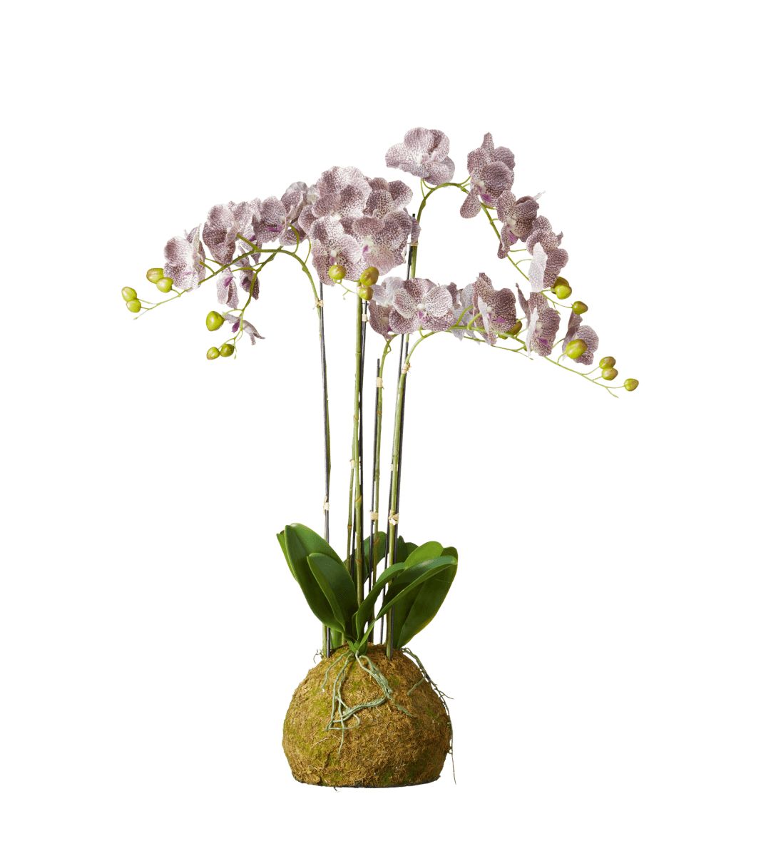 Large Faux Planted Phalaenopsis Gigantea Orchid- Purple | OKA US
