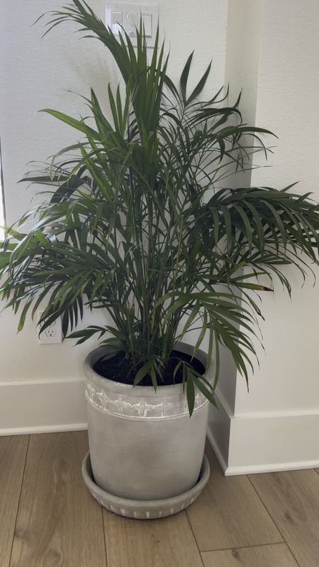 Loving this new planter I got to put my Cat Palm in! I feel like it looks vintage. 

Planter pot, palm tree pot, Lowe’s find, coastal decor 

#LTKhome #LTKVideo #LTKfindsunder100