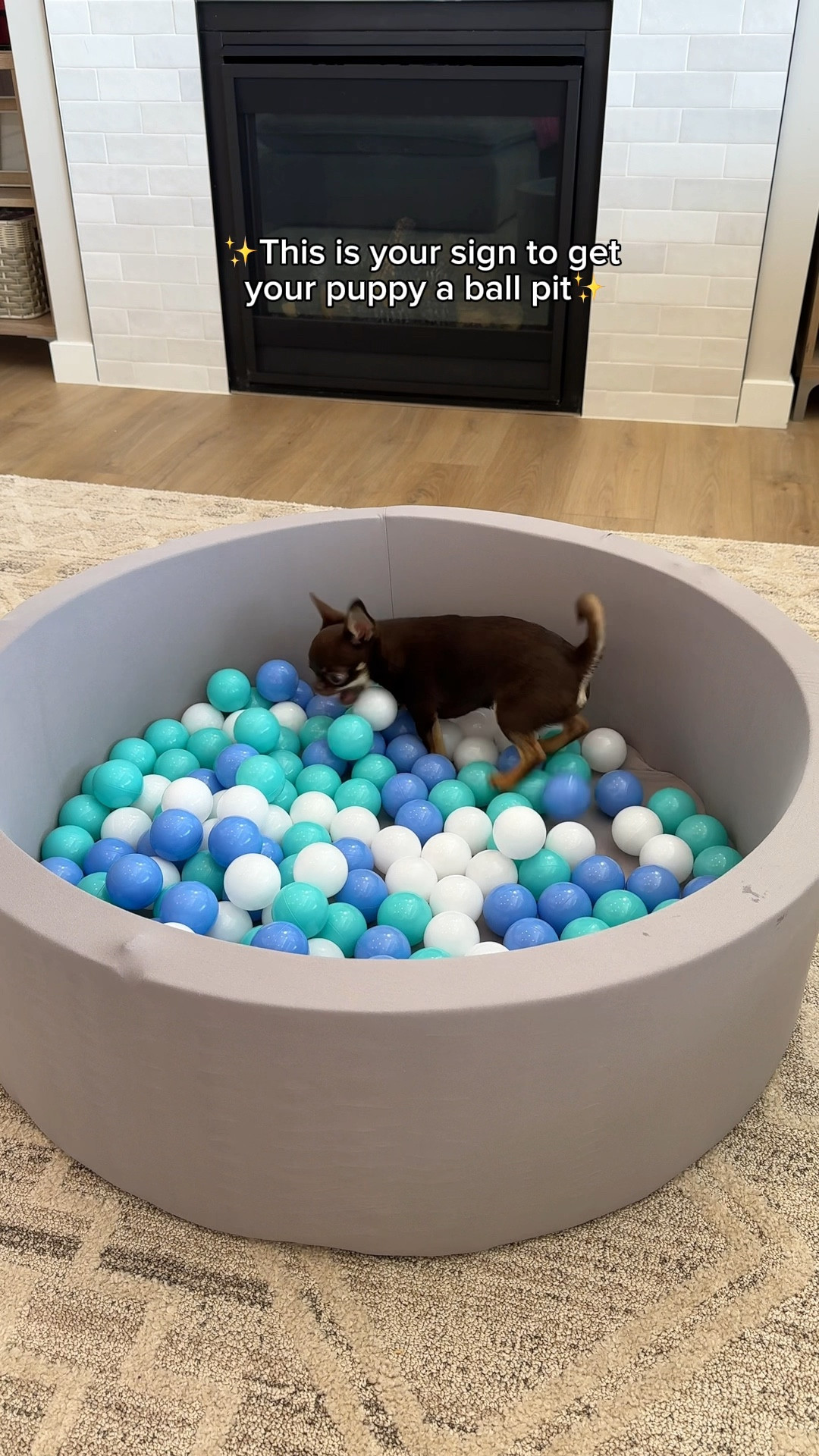 One of my favorite inside activities to do with puppies🫶🏼 #amazonpet #ballpit 