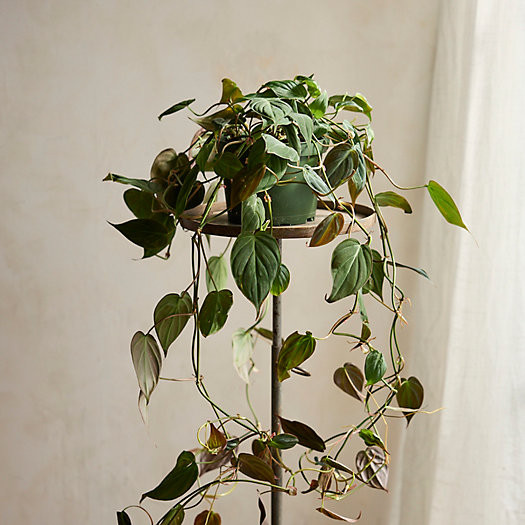 Philodendron Micans Plant | Terrain