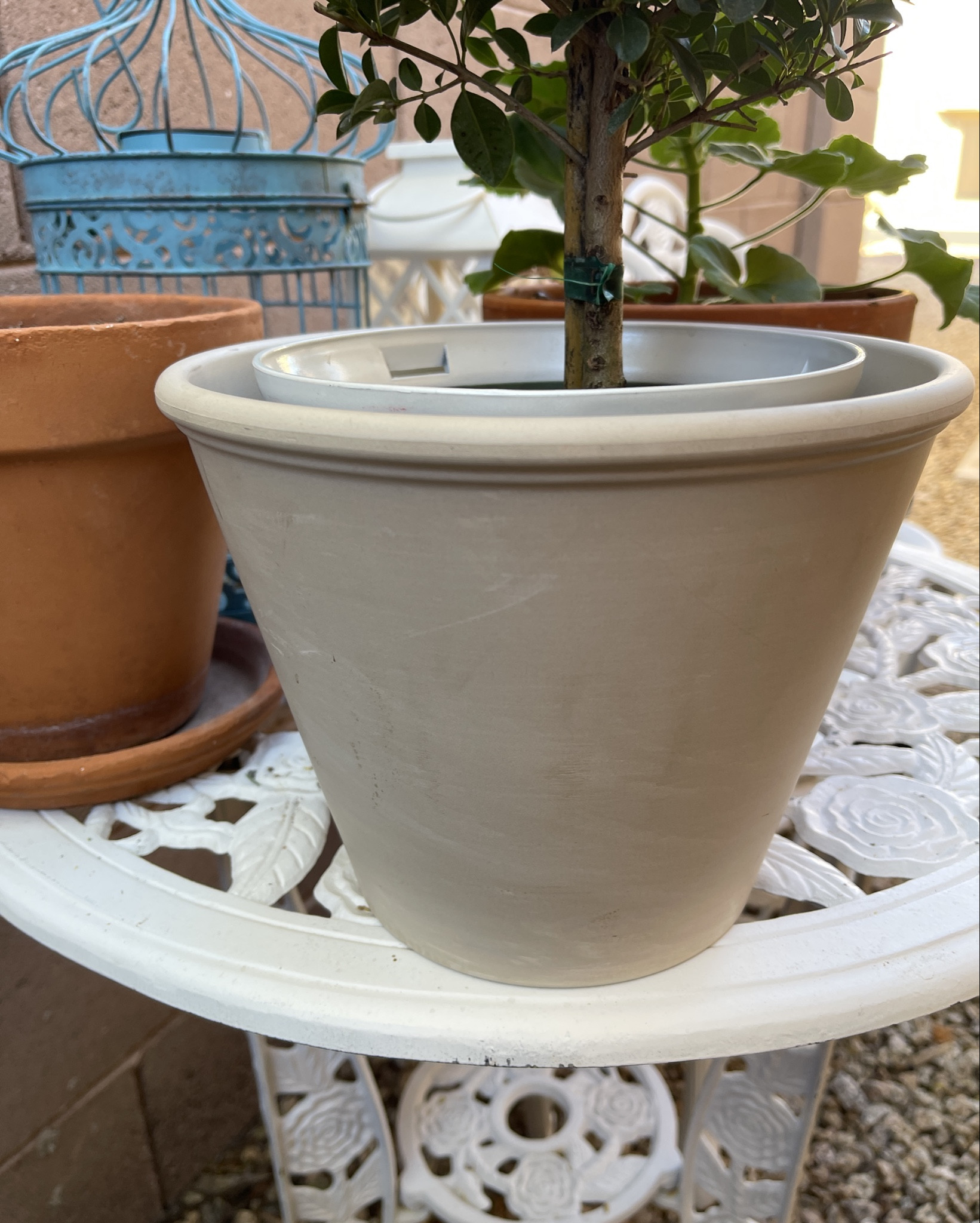 Pretty Topiaries make beautiful gifts! #gardening 

#LTKHome #LTKGiftGuide #LTKSaleAlert
