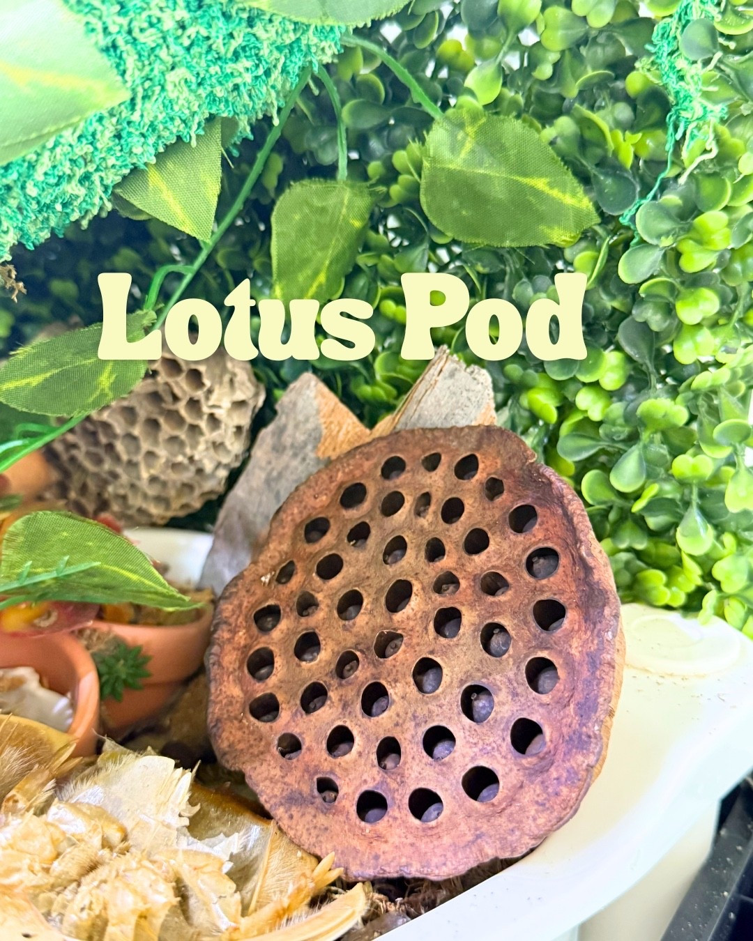 Lotus pods for hermit crab foraging