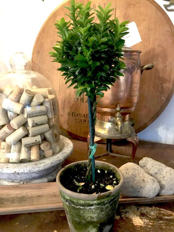 Live Plants-Euonymus  Tiny Topiary 12" | Etsy (US)