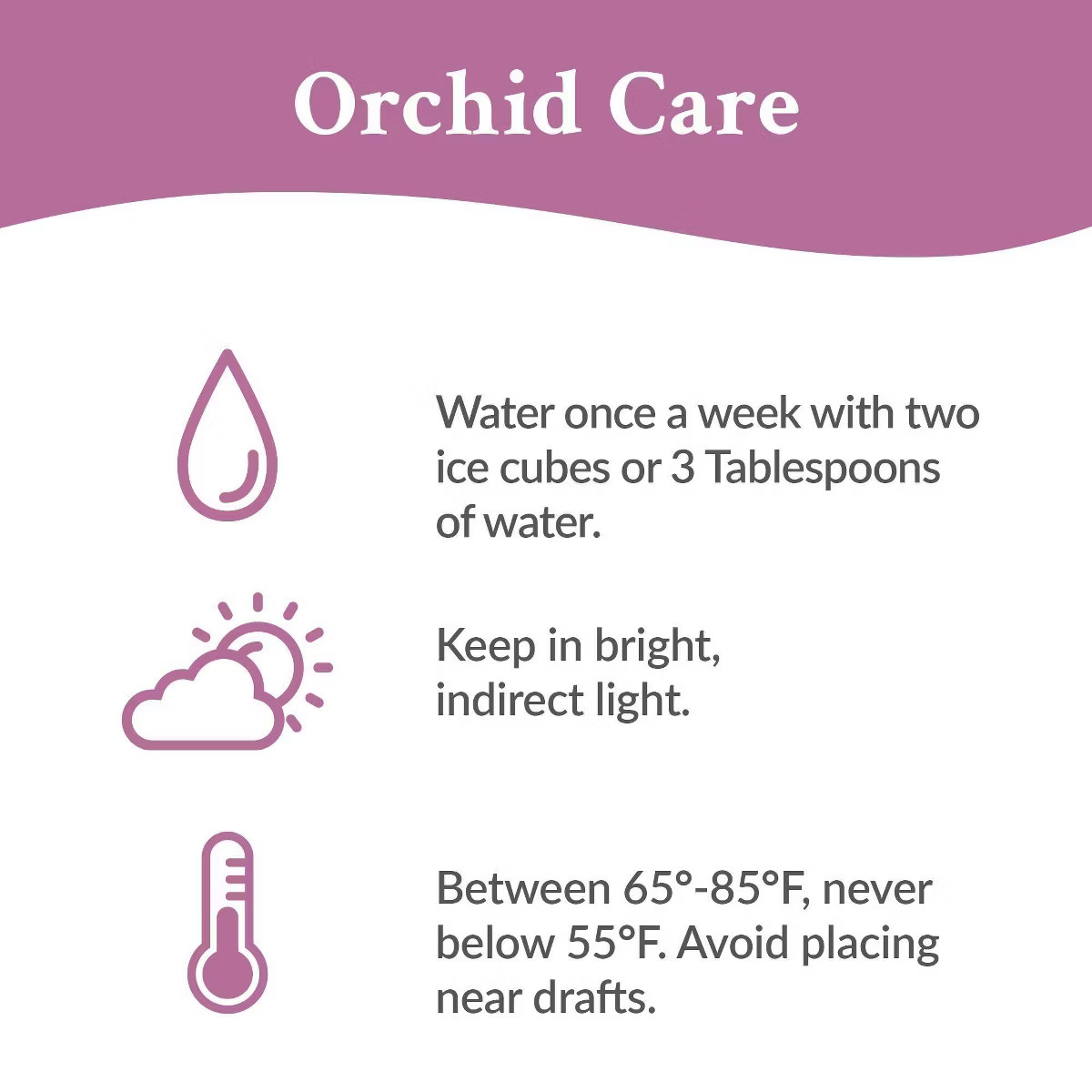 Live 5" Wave Orchid Potted Plant (Colors May Vary) - Good Little Garden™ | Target