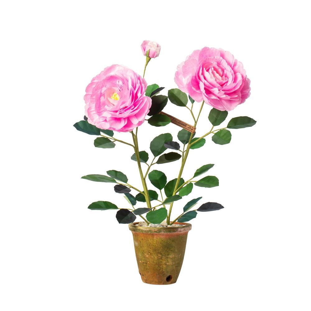 The Green Vase Floribunda Rose Plant | goop | goop
