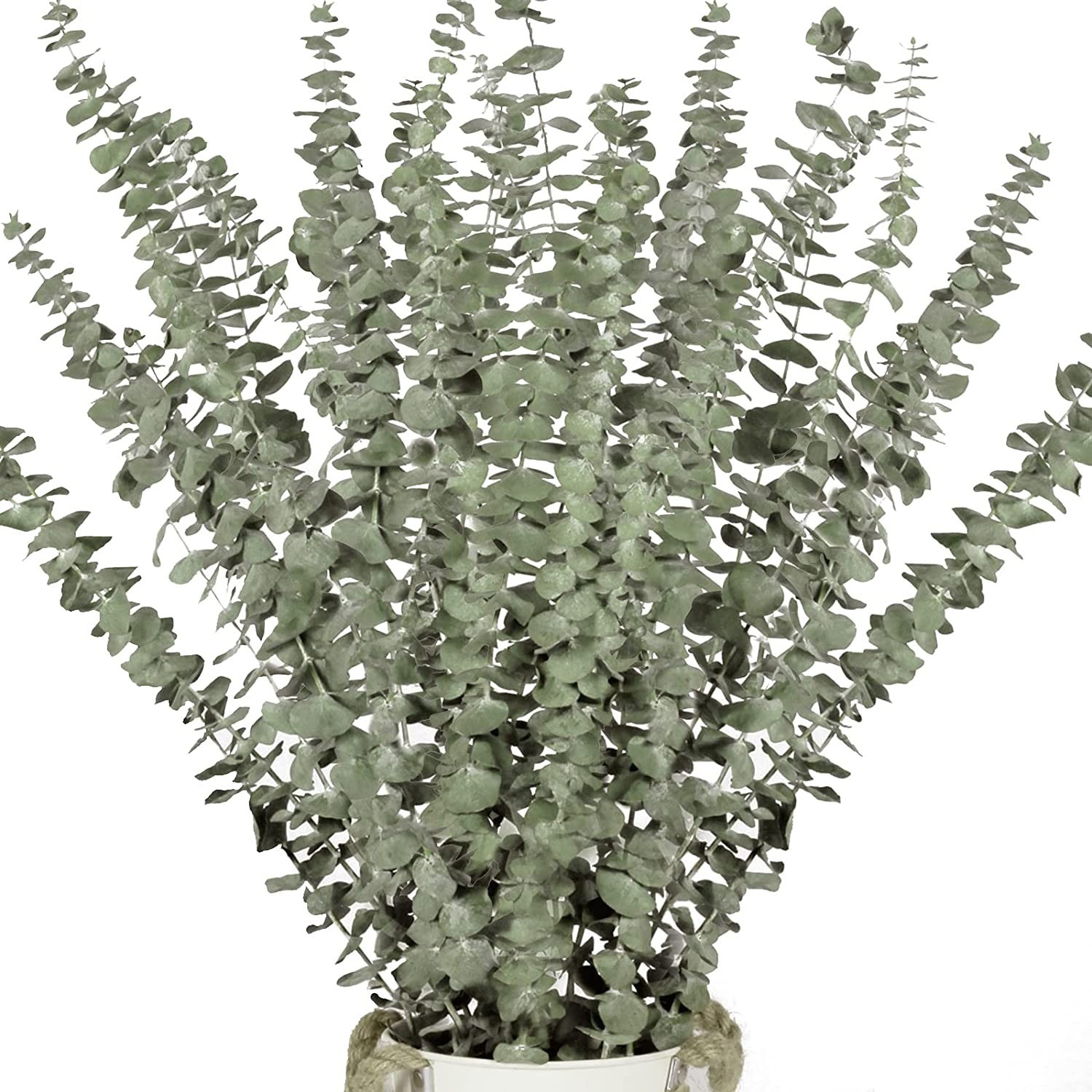 16 Pcs Dried Eucalyptus Plant Stems for Shower, 17" Real Eucalyptus Branches, 100% Natural Eucaly... | Amazon (US)